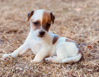 De L'Espoir Des Anges - Jack Russell Terrier - Portée née le 07/07/2022