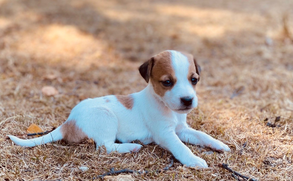 De L'Espoir Des Anges - Chiot disponible  - Jack Russell Terrier