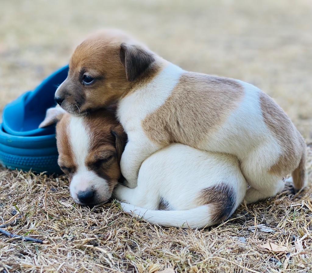 De L'Espoir Des Anges - Chiot disponible  - Jack Russell Terrier